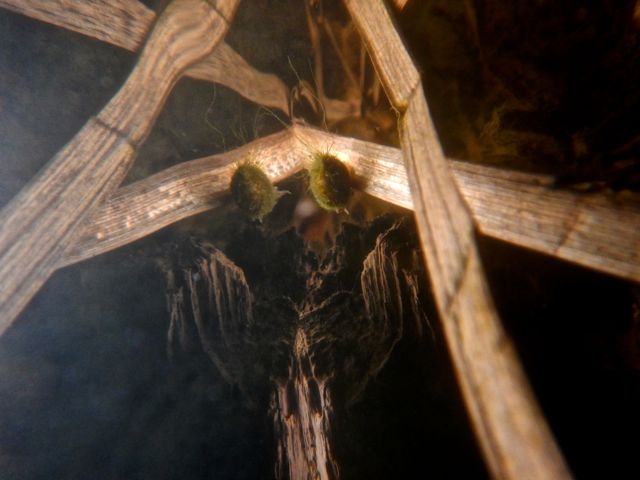 DSCN4619
